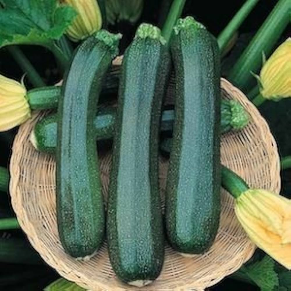 Dark Green Zucchini Summer Squash Seeds for reliable garden yields