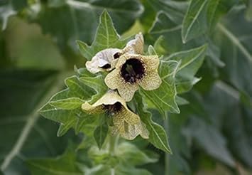 Cream Henbane Flower seeds for Planting - Vibrant Colors, Heirloom & GMO Free Seeds for Home Garden
 
 Sale seeds for planting in home garden
