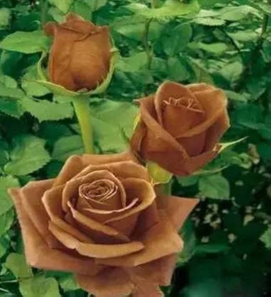 Rose Flower Seeds Brown Planting