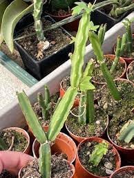 Cissus Flower seeds for Planting Perfect for Borders Heirloom & GMO Free Seeds for Home Garden 
 
 Sale for planting in home garden