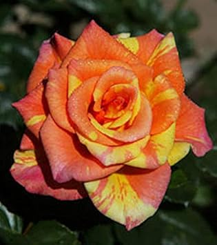 Red Mixed Anthurium Flower Seeds for Planting Pollinator Friendly Heirloom & GMO Free Seeds for Home Garden
 
 Sale for planting in home garden