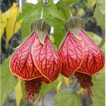 Pink Yellow Petunia Flower Seeds for Planting Heirloom NONGMO Vibrant Garden Blooms Easy Grow Premium Quality 
 
 Sale for planting in home garden