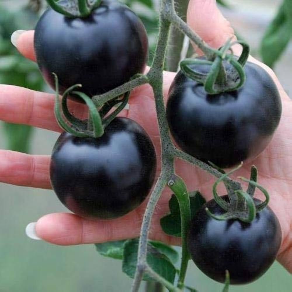 Black & Blue Tomato Seeds For Vegetable Planting Seeds