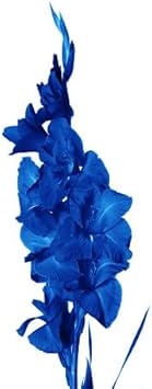 Red Carnation Flower Seeds for Planting Easy to Grow Heirloom & GMO Free Seeds for Home Garden
 
 Sale for planting in home garden