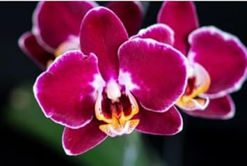 Burgundy White Phalaenopsis Orchids Seeds Flower seeds for Planting Garden Essential Heirloom & GMO Free Seeds For Home Garden 
 
 Sale for planting in home garden
