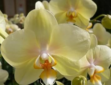 Orange Bromeliad Flower Seeds for Planting – Heirloom NonGMO Organic Garden Seeds with High Germination
 
 Sale for planting in home garden