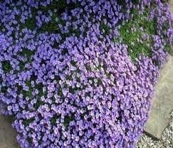 Aubrieta Cascade Flower seeds for Planting - Seasonal Bloomer, Heirloom & GMO Free Seeds for Home Garden
 
 Sale seeds for home garden