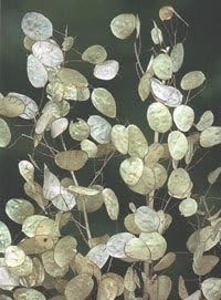 White Lunaria Biennis Flower seeds for Planting - Pollinator Friendly, Heirloom & GMO Free Seeds for Home Garden
 
 Sale for planting in home garden