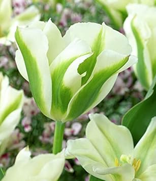Tulip Green Flower seeds for Planting - Perfect for Borders, Heirloom & GMO Free Seeds for Home Garden
 
 Sale for planting in home garden.