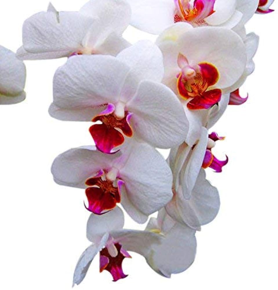 Pieces 19 Types Multiple Colors Butterfly Orchid Seeds