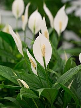 Spathiphyllum Peace Lily Seeds For Easy Planting