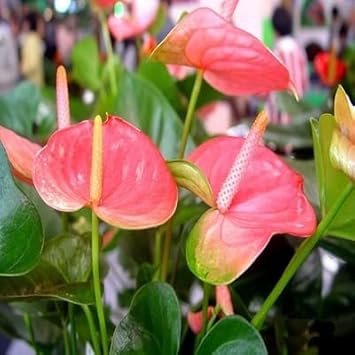 Pink Anthurium Seeds For Hydroponic Planting