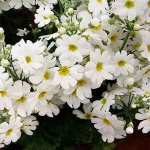 White Primrose Flower Seeds - Essential Planting Supplies