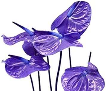 Blue Anthurium Flower Seeds For Planting - Cool Hues