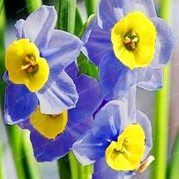 Yellow Red Double Narcissus Flower Seeds for Planting Fragrant Blossoms Heirloom & GMO Free Seeds for Home Garden
 
 Sale for planting in home garden