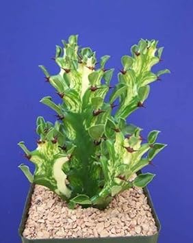 Heirloom Euphorbia Mayurnathanii Flower seeds for Planting Fragrant Blossoms Heirloom & GMO Free Seeds for Home Garden 
 
 Sale for planting in home garden