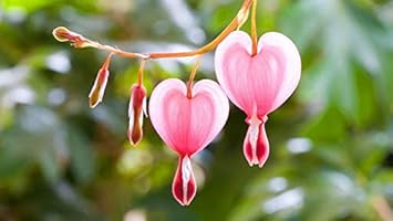 Maroon Red Pelargonium Peltatum Flower Seeds for Planting Premium Quality Heirloom & GMO Free Seeds for Home Garden
 
 Sale for planting in home garden