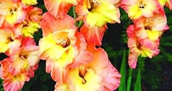 Light Blue Hibiscus Flower Seeds – Low Maintenance Heirloom & NonGMO Seeds for Planting Home Garden
 
 Sale for planting in home garden