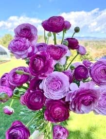 Pink White Mirabilis Flower Seeds for Planting – Heirloom NonGMO Organic Garden Seeds with High Germination
 
 Sale for planting in home garden