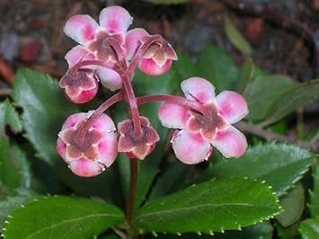 Red Chimaphila Flower seeds for Planting - Cottage Garden Essential, Heirloom & GMO Free Seeds for Home Garden
 
 Sale seeds for home garden
