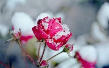 Snow Rose Flower Seeds Pink For Vibrant Gardens And Stunning Blooms