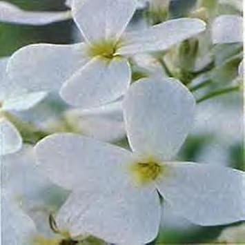 Green Succulent Flower Seeds for Planting – Shade Tolerant Heirloom & NonGMO Seeds for Home Garden
 
 Sale for planting in home garden