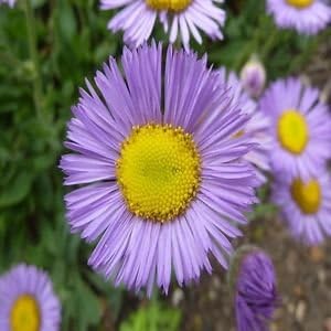Lavender Erigeron Flower seeds for Planting - Drought Tolerant, Heirloom & GMO Free Seeds for Home Garden
 
 Sale seeds for planting in home garden