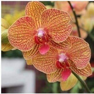 Yellow Red Phalaenopsis Orchid Flower seeds for Planting - Sun Loving, Heirloom & GMO Free Seeds for Home Garden
 
 Sale for planting in home garden