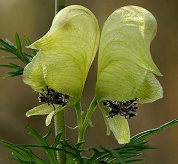 Light Green Aconitum Flower seeds for Planting - Long Bloom Season, Heirloom & GMO Free Seeds for Home Garden
 
 Sale for planting in home garden.