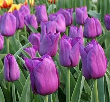 Purple Tulip Seeds For Planting Flower