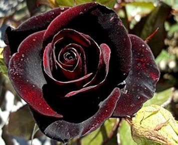 Yellow Green Sansevieria for Planting Garden Favorite Heirloom & GMO Free Seeds for Home Garden
 
 Sale for planting in home garden