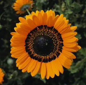 Orange Prince Venidium seeds for bold flowers