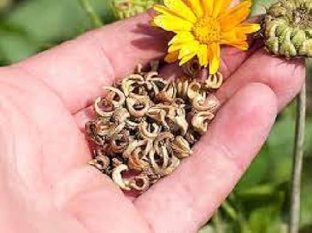 Calendula officinalis Marigold Seeds for planting in flower bed