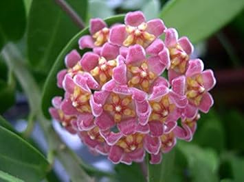 Sky Blue Geranium Pelargonium Flower Seeds for Planting Perfect for Borders Heirloom & GMO Free Seeds for Home Garden
 
 Sale for planting in home garden