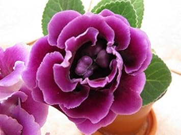 Azalea Pink Rhododendron Flower Seeds for Planting Sun Loving Heirloom & GMO Free Seeds for Home Garden
 
 Sale for planting in home garden