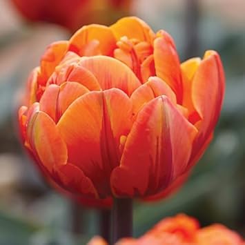 Tulip Flower seeds for Planting Fragrant Blossoms Heirloom & GMO Free Seeds for Home Garden 
 
 Sale for planting in home garden