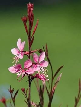 Pink Gaura Flower seeds for Planting - Cottage Garden Essential, Heirloom & GMO Free Seeds for Home Garden
 
 Sale seeds for planting in home garden