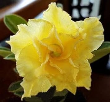 Burgundy Tulip Flower Seeds for Planting Cut Flower Favorite Heirloom & GMO Free Seeds for Home Garden
 
 Sale for planting in home garden