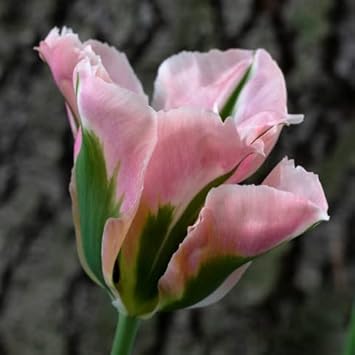 Green Pink Tulip Flower seeds for Planting - Wildflower Mix, Heirloom & GMO Free Seeds for Home Garden
 
 Sale for planting in home garden.
