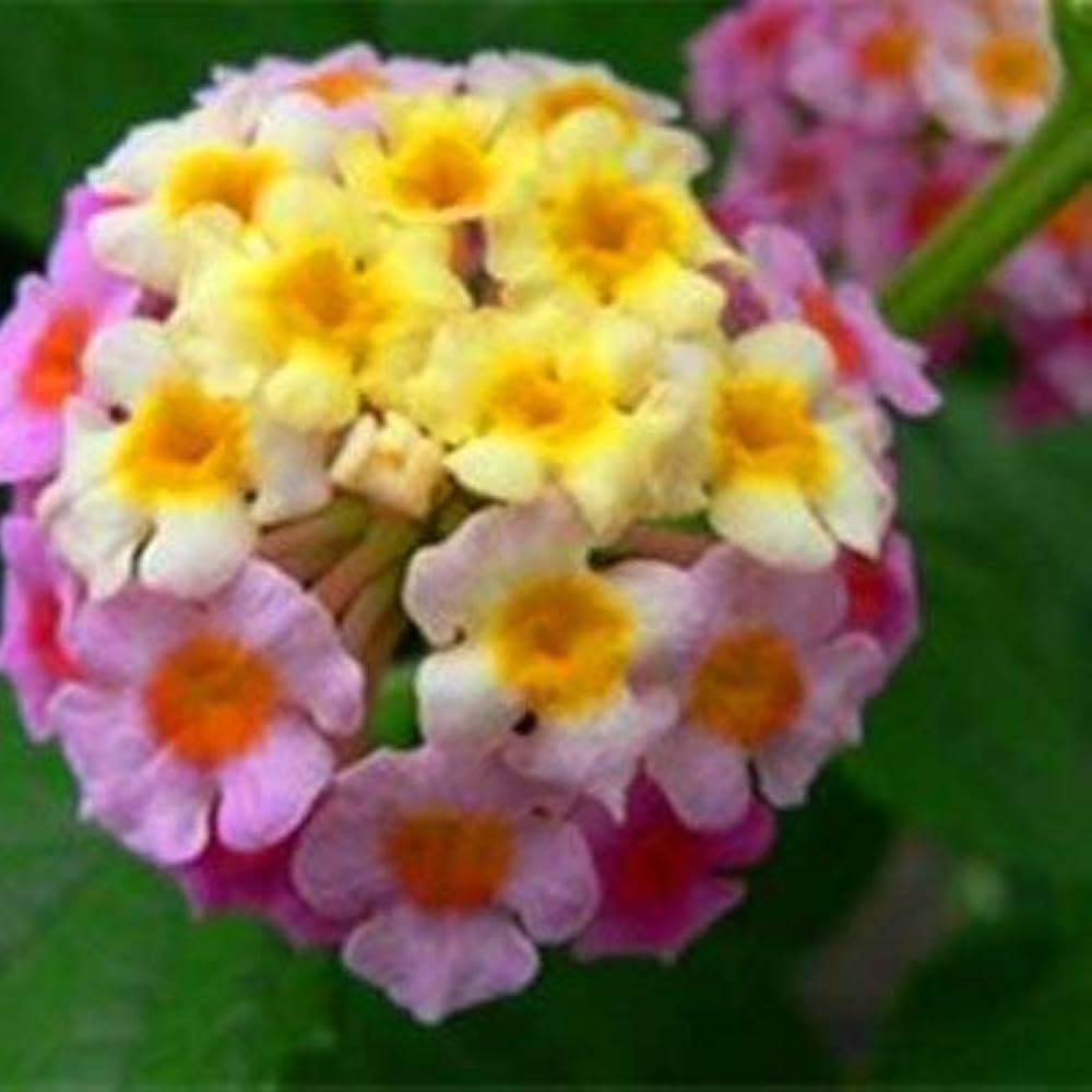 Lantana Camara Bonsai for bonsai garden