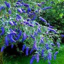 Bush (Bush Flower) seeds for planting in home garden