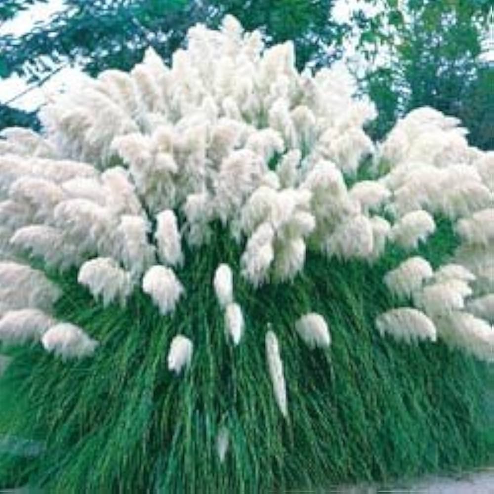 Pampas Grass Cortaderia Selloana Seeds for planting in dry garden