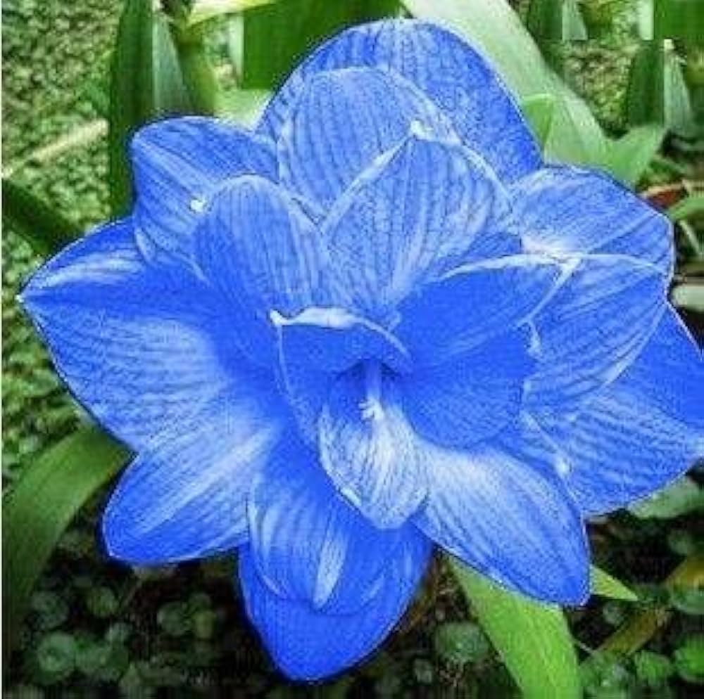 Blue Amaryllis Flower Seeds For Planting