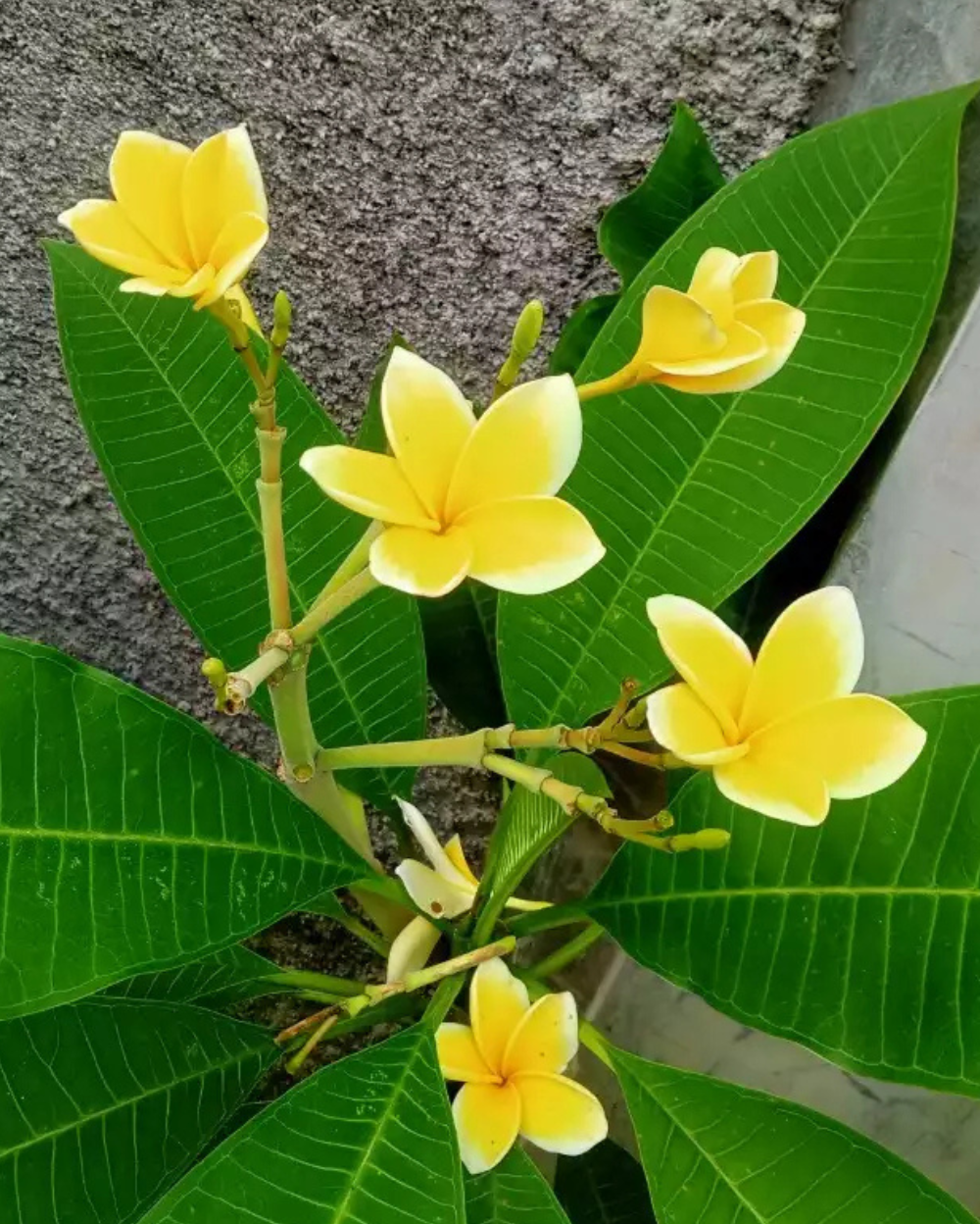 Yellow White Frangipani Flower Seeds Planting