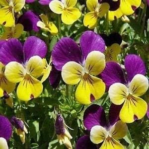 Mixed Viola Tricolor Flower seeds for Planting - Hardy Variety, Heirloom & GMO Free Seeds for Home Garden
 
 Sale for planting in home garden