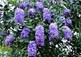 Heirloom Sophora Secundiflora Flower seeds for Planting Compact Growth Heirloom & GMO Free Seeds for Home Garden 
 
 Sale for planting in home garden