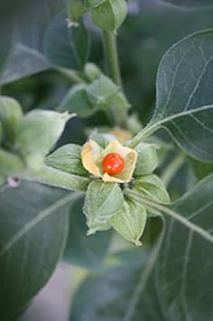 Orange Somnifera Flower seeds for Planting - Bright Blooms, Heirloom & GMO Free Seeds for Home Garden
 
 Sale for planting in home garden.
