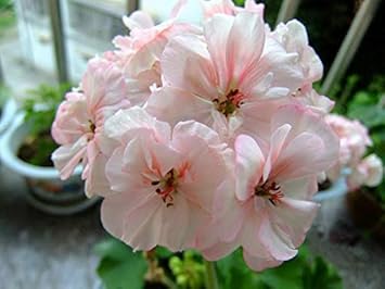 Light Pink Miniature Rose Seeds for Planting Colorful Display Heirloom & GMO Free Seeds for Home Garden
 
 Sale for planting in home garden