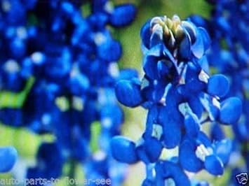 Blue Bonnet Flower seeds for Planting - Cottage Garden Essential, Heirloom & GMO Free Seeds for Home Garden
 
 Sale for planting in home garden.