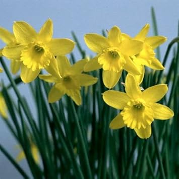 Light Yellow Narcissus Flower seeds for Planting - Perfect for Borders, Heirloom & GMO Free Seeds for Home Garden
 
 Sale seeds for planting in home garden